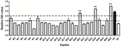 Potential SLA Hp-4.0 haplotype-restricted CTL epitopes identified from the membrane protein of PRRSV induce cell immune responses